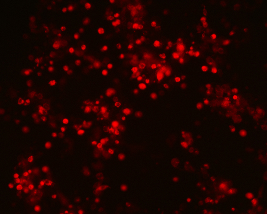 The plasmid was transfected into 293H adherent cells with Sinofection reagent (Cat#STF01) transiently. After 48 h, the fluorescent signals can be detected by fluorescence microscope. Green excitation 475/40nm, emission 535/45nm. Red excitation 560/55nm, emission 645/45nm. Orange excitation 525/45nm, emission 595/60nm.