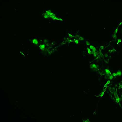 The plasmid was transfected into 293H adherent cells with Sinofection reagent (Cat# STF01). After 48 h, Immunofluorescence staining of cells. Cells were fixed with 4% PFA, permeabilzed with 0.3% Triton X-100 in PBS, blocked with 10% serum, and incubated with Mouse anti-Flag Tag monoclonal antibody (CST#8146S) at 37℃ 1 hour. Then cells were stained with Goat Anti-mouse IgG secondary antibody. The fluorescent signal is detected by fluorescence microscope. Each expression experiment has negative control.