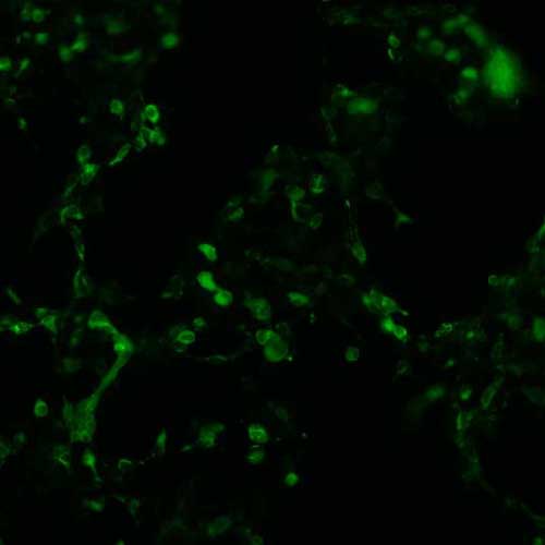 The plasmid was transfected into 293H adherent cells with Sinofection reagent (Cat# STF01). After 48 h, Immunofluorescence staining of cells. Cells were fixed with 4% PFA, permeabilzed with 0.3% Triton X-100 in PBS, blocked with 10% serum, and incubated with Mouse anti-Flag Tag monoclonal antibody (CST#8146S) at 37℃ 1 hour. Then cells were stained with Goat Anti-mouse IgG secondary antibody. The fluorescent signal is detected by fluorescence microscope. Each expression experiment has negative control.