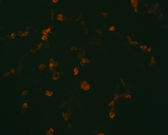 The plasmid was transfected into 293H adherent cells with Sinofection reagent (Cat# STF01). After 48 h, Immunofluorescence staining of cells. Cells were fixed with 4% PFA, permeabilzed with 0.3% Triton X-100 in PBS, blocked with 10% serum, and incubated with Mouse anti-Flag Tag monoclonal antibody (CST#8146S) at 37℃ 1 hour. Then cells were stained with Goat Anti-mouse IgG secondary antibody. The fluorescent signal is detected by fluorescence microscope. Each expression experiment has negative control.