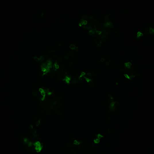 The plasmid was transfected into 293H adherent cells with Sinofection reagent (Cat# STF01). After 48 h, Immunofluorescence staining of cells. Cells were fixed with 4% PFA, permeabilzed with 0.3% Triton X-100 in PBS, blocked with 10% serum, and incubated with Mouse anti-Flag Tag monoclonal antibody (CST#8146S) at 37℃ 1 hour. Then cells were stained with Goat Anti-mouse IgG secondary antibody. The fluorescent signal is detected by fluorescence microscope. Each expression experiment has negative control.