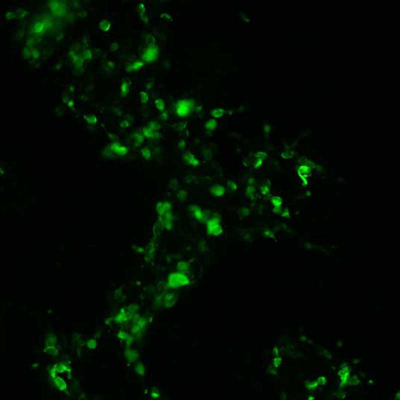 The plasmid was transfected into 293H adherent cells with Sinofection reagent (Cat# STF01). After 48 h, Immunofluorescence staining of cells. Cells were fixed with 4% PFA, permeabilzed with 0.3% Triton X-100 in PBS, blocked with 10% serum, and incubated with Mouse anti-Flag Tag monoclonal antibody (CST#8146S) at 37℃ 1 hour. Then cells were stained with Goat Anti-mouse IgG secondary antibody. The fluorescent signal is detected by fluorescence microscope. Each expression experiment has negative control.