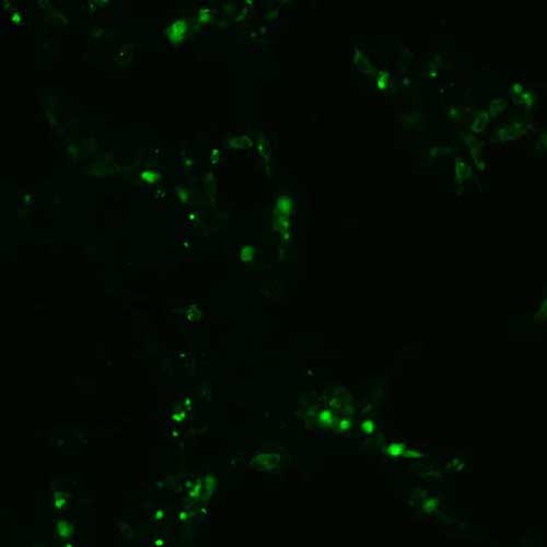 The plasmid was transfected into 293H adherent cells with Sinofection reagent (Cat# STF01). After 48 h, Immunofluorescence staining of cells. Cells were fixed with 4% PFA, permeabilzed with 0.3% Triton X-100 in PBS, blocked with 10% serum, and incubated with Mouse anti-Flag Tag monoclonal antibody (CST#8146S) at 37℃ 1 hour. Then cells were stained with Goat Anti-mouse IgG secondary antibody. The fluorescent signal is detected by fluorescence microscope. Each expression experiment has negative control.