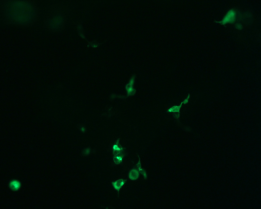 The plasmid was transfected into 293H adherent cells with Sinofection reagent (Cat# STF01). After 48 h, Immunofluorescence staining of cells. Cells were fixed with 4% PFA, permeabilzed with 0.3% Triton X-100 in PBS, blocked with 10% serum, and incubated with Mouse anti-Flag Tag monoclonal antibody (CST#8146S) at 37℃ 1 hour. Then cells were stained with Goat Anti-mouse IgG secondary antibody. The fluorescent signal is detected by fluorescence microscope. Each expression experiment has negative control.