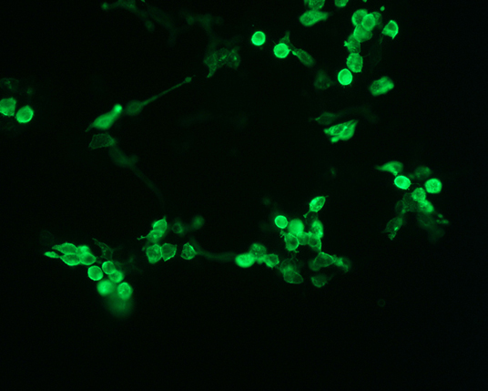 The plasmid was transfected into 293H adherent cells with Sinofection reagent (Cat# STF01). After 48 h, Immunofluorescence staining of cells. Cells were fixed with 4% PFA, permeabilzed with 0.3% Triton X-100 in PBS, blocked with 10% serum, and incubated with Mouse anti-Flag Tag monoclonal antibody (CST#8146S) at 37℃ 1 hour. Then cells were stained with Goat Anti-mouse IgG secondary antibody. The fluorescent signal is detected by fluorescence microscope. Each expression experiment has negative control.