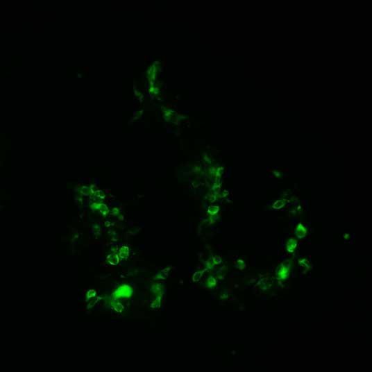 The plasmid was transfected into 293H adherent cells with Sinofection reagent (Cat# STF01). After 48 h, Immunofluorescence staining of cells. Cells were fixed with 4% PFA, permeabilzed with 0.3% Triton X-100 in PBS, blocked with 10% serum, and incubated with Mouse anti-Flag Tag monoclonal antibody (CST#8146S) at 37℃ 1 hour. Then cells were stained with Goat Anti-mouse IgG secondary antibody. The fluorescent signal is detected by fluorescence microscope. Each expression experiment has negative control.