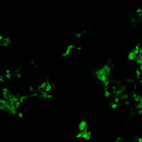 The plasmid was transfected into 293H adherent cells with Sinofection reagent (Cat# STF01). After 48 h, Immunofluorescence staining of cells. Cells were fixed with 4% PFA, permeabilzed with 0.3% Triton X-100 in PBS, blocked with 10% serum, and incubated with Mouse anti-Flag Tag monoclonal antibody (CST#8146S) at 37℃ 1 hour. Then cells were stained with Goat Anti-mouse IgG secondary antibody. The fluorescent signal is detected by fluorescence microscope. Each expression experiment has negative control.