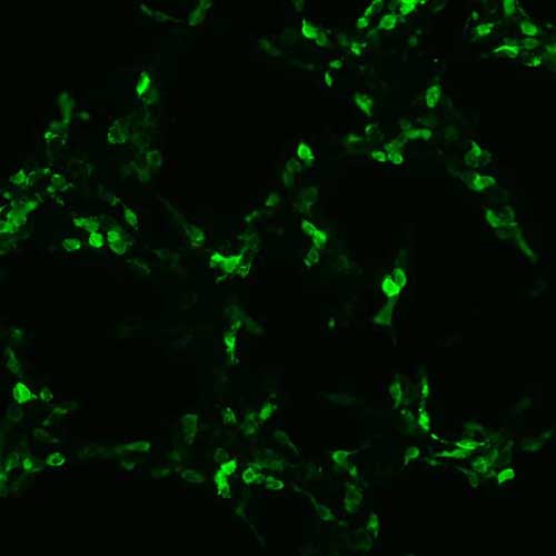 The plasmid was transfected into 293H adherent cells with Sinofection reagent (Cat# STF01). After 48 h, Immunofluorescence staining of cells. Cells were fixed with 4% PFA, permeabilzed with 0.3% Triton X-100 in PBS, blocked with 10% serum, and incubated with Mouse anti-Flag Tag monoclonal antibody (CST#8146S) at 37℃ 1 hour. Then cells were stained with Goat Anti-mouse IgG secondary antibody. The fluorescent signal is detected by fluorescence microscope. Each expression experiment has negative control.