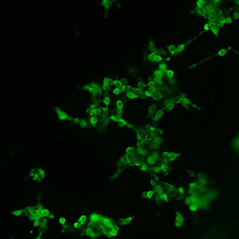 The plasmid was transfected into 293H adherent cells with Sinofection reagent (Cat# STF01). After 48 h, Immunofluorescence staining of cells. Cells were fixed with 4% PFA, permeabilzed with 0.3% Triton X-100 in PBS, blocked with 10% serum, and incubated with Mouse anti-Flag Tag monoclonal antibody (CST#8146S) at 37℃ 1 hour. Then cells were stained with Goat Anti-mouse IgG secondary antibody. The fluorescent signal is detected by fluorescence microscope. Each expression experiment has negative control.