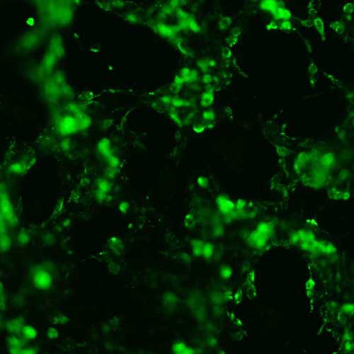 The plasmid was transfected into 293H adherent cells with Sinofection reagent (Cat# STF01). After 48 h, Immunofluorescence staining of cells. Cells were fixed with 4% PFA, permeabilzed with 0.3% Triton X-100 in PBS, blocked with 10% serum, and incubated with Mouse anti-Flag Tag monoclonal antibody (CST#8146S) at 37℃ 1 hour. Then cells were stained with Goat Anti-mouse IgG secondary antibody. The fluorescent signal is detected by fluorescence microscope. Each expression experiment has negative control.