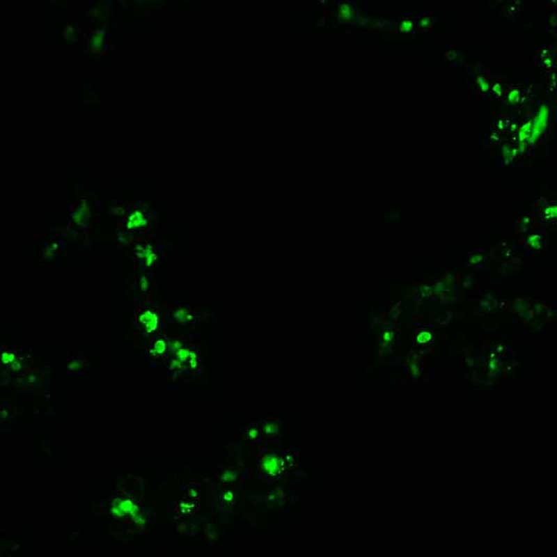 The plasmid was transfected into 293H adherent cells with Sinofection reagent (Cat# STF01). After 48 h, Immunofluorescence staining of cells. Cells were fixed with 4% PFA, permeabilzed with 0.3% Triton X-100 in PBS, blocked with 10% serum, and incubated with Mouse anti-Flag Tag monoclonal antibody (CST#8146S) at 37℃ 1 hour. Then cells were stained with Goat Anti-mouse IgG secondary antibody. The fluorescent signal is detected by fluorescence microscope. Each expression experiment has negative control.