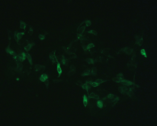 The plasmid was transfected into 293H adherent cells with Sinofection reagent (Cat# STF01). After 48 h, Immunofluorescence staining of cells. Cells were fixed with 4% PFA, permeabilzed with 0.3% Triton X-100 in PBS, blocked with 10% serum, and incubated with Mouse anti-Flag Tag monoclonal antibody (CST#8146S) at 37℃ 1 hour. Then cells were stained with Goat Anti-mouse IgG secondary antibody. The fluorescent signal is detected by fluorescence microscope. Each expression experiment has negative control.
