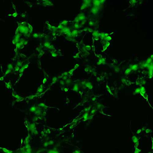 The plasmid was transfected into 293H adherent cells with Sinofection reagent (Cat# STF01). After 48 h, Immunofluorescence staining of cells. Cells were fixed with 4% PFA, permeabilzed with 0.3% Triton X-100 in PBS, blocked with 10% serum, and incubated with Mouse anti-Flag Tag monoclonal antibody (CST#8146S) at 37℃ 1 hour. Then cells were stained with Goat Anti-mouse IgG secondary antibody. The fluorescent signal is detected by fluorescence microscope. Each expression experiment has negative control.