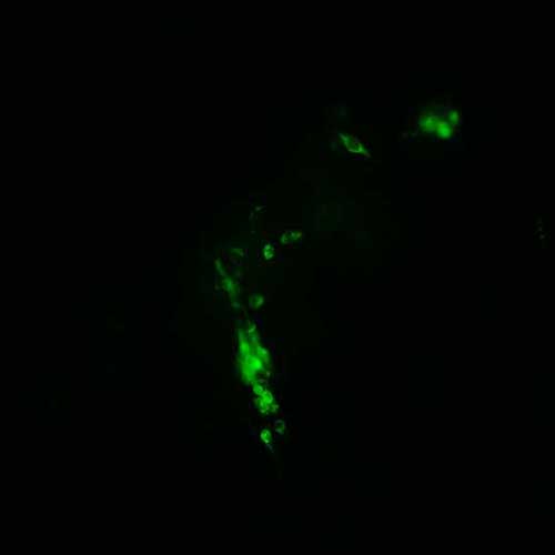 The plasmid was transfected into 293H adherent cells with Sinofection reagent (Cat# STF01). After 48 h, Immunofluorescence staining of cells. Cells were fixed with 4% PFA, permeabilzed with 0.3% Triton X-100 in PBS, blocked with 10% serum, and incubated with Mouse anti-Flag Tag monoclonal antibody (CST#8146S) at 37℃ 1 hour. Then cells were stained with Goat Anti-mouse IgG secondary antibody. The fluorescent signal is detected by fluorescence microscope. Each expression experiment has negative control.