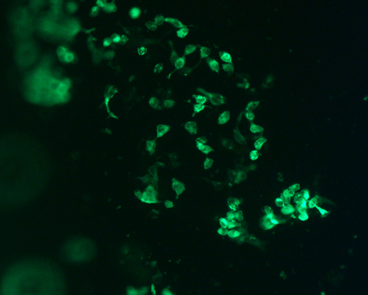 The plasmid was transfected into 293H adherent cells with Sinofection reagent (Cat# STF01). After 48 h, Immunofluorescence staining of cells. Cells were fixed with 4% PFA, permeabilzed with 0.3% Triton X-100 in PBS, blocked with 10% serum, and incubated with Mouse anti-Flag Tag monoclonal antibody (CST#8146S) at 37℃ 1 hour. Then cells were stained with Goat Anti-mouse IgG secondary antibody. The fluorescent signal is detected by fluorescence microscope. Each expression experiment has negative control.
