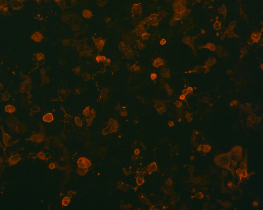 The plasmid was transfected into 293H adherent cells with Sinofection reagent (Cat# STF01). After 48 h, Immunofluorescence staining of cells. Cells were fixed with 4% PFA, permeabilzed with 0.3% Triton X-100 in PBS, blocked with 10% serum, and incubated with Mouse anti-Flag Tag monoclonal antibody (CST#8146S) at 37℃ 1 hour. Then cells were stained with Goat Anti-mouse IgG secondary antibody. The fluorescent signal is detected by fluorescence microscope. Each expression experiment has negative control.
