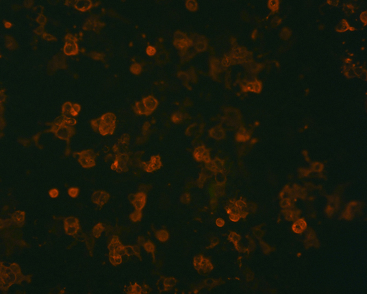 The plasmid was transfected into 293H adherent cells with Sinofection reagent (Cat# STF01). After 48 h, Immunofluorescence staining of cells. Cells were fixed with 4% PFA, permeabilzed with 0.3% Triton X-100 in PBS, blocked with 10% serum, and incubated with Mouse anti-Flag Tag monoclonal antibody (CST#8146S) at 37℃ 1 hour. Then cells were stained with Goat Anti-mouse IgG secondary antibody. The fluorescent signal is detected by fluorescence microscope. Each expression experiment has negative control.