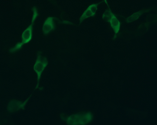 The plasmid was transfected into 293H adherent cells with Sinofection reagent (Cat# STF01). After 48 h, Immunofluorescence staining of cells. Cells were fixed with 4% PFA, permeabilzed with 0.3% Triton X-100 in PBS, blocked with 10% serum, and incubated with Mouse anti-Flag Tag monoclonal antibody (CST#8146S) at 37℃ 1 hour. Then cells were stained with Goat Anti-mouse IgG secondary antibody. The fluorescent signal is detected by fluorescence microscope. Each expression experiment has negative control.