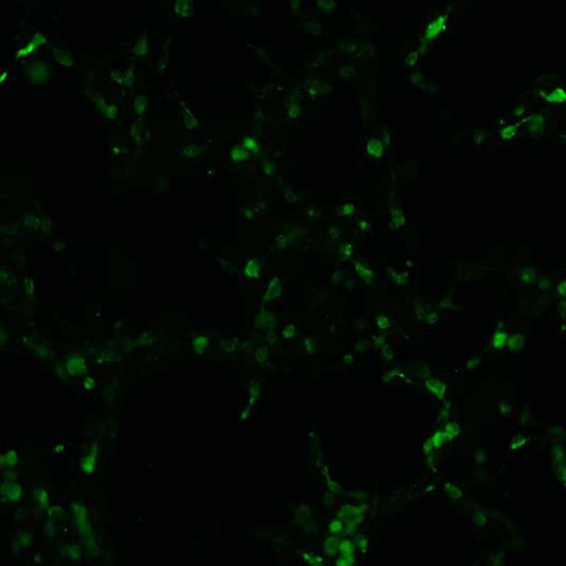 The plasmid was transfected into 293H adherent cells with Sinofection reagent (Cat# STF01). After 48 h, Immunofluorescence staining of cells. Cells were fixed with 4% PFA, permeabilzed with 0.3% Triton X-100 in PBS, blocked with 10% serum, and incubated with Mouse anti-Flag Tag monoclonal antibody (CST#8146S) at 37℃ 1 hour. Then cells were stained with Goat Anti-mouse IgG secondary antibody. The fluorescent signal is detected by fluorescence microscope. Each expression experiment has negative control.