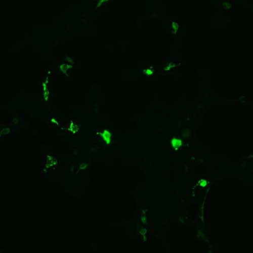 The plasmid was transfected into 293H adherent cells with Sinofection reagent (Cat# STF01). After 48 h, Immunofluorescence staining of cells. Cells were fixed with 4% PFA, permeabilzed with 0.3% Triton X-100 in PBS, blocked with 10% serum, and incubated with Mouse anti-Flag Tag monoclonal antibody (CST#8146S) at 37℃ 1 hour. Then cells were stained with Goat Anti-mouse IgG secondary antibody. The fluorescent signal is detected by fluorescence microscope. Each expression experiment has negative control.
