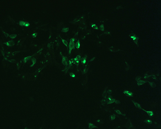The plasmid was transfected into 293H adherent cells with Sinofection reagent (Cat# STF01). After 48 h, Immunofluorescence staining of cells. Cells were fixed with 4% PFA, permeabilzed with 0.3% Triton X-100 in PBS, blocked with 10% serum, and incubated with Mouse anti-Flag Tag monoclonal antibody (CST#8146S) at 37℃ 1 hour. Then cells were stained with Goat Anti-mouse IgG secondary antibody. The fluorescent signal is detected by fluorescence microscope. Each expression experiment has negative control.