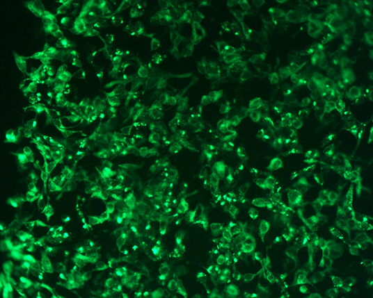 The plasmid was transfected into 293H adherent cells with Sinofection reagent (Cat# STF01). After 48 h, Immunofluorescence staining of cells. Cells were fixed with 4% PFA, permeabilzed with 0.3% Triton X-100 in PBS, blocked with 10% serum, and incubated with Mouse anti-Flag Tag monoclonal antibody (CST#8146S) at 37℃ 1 hour. Then cells were stained with Goat Anti-mouse IgG secondary antibody. The fluorescent signal is detected by fluorescence microscope. Each expression experiment has negative control.