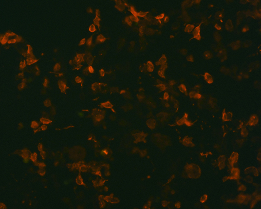 The plasmid was transfected into 293H adherent cells with Sinofection reagent (Cat# STF01). After 48 h, Immunofluorescence staining of cells. Cells were fixed with 4% PFA, permeabilzed with 0.3% Triton X-100 in PBS, blocked with 10% serum, and incubated with Mouse anti-Flag Tag monoclonal antibody (CST#8146S) at 37℃ 1 hour. Then cells were stained with Goat Anti-mouse IgG secondary antibody. The fluorescent signal is detected by fluorescence microscope. Each expression experiment has negative control.