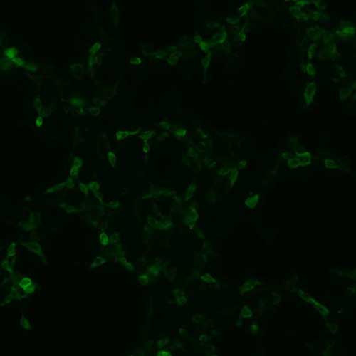 The plasmid was transfected into 293H adherent cells with Sinofection reagent (Cat# STF01). After 48 h, Immunofluorescence staining of cells. Cells were fixed with 4% PFA, permeabilzed with 0.3% Triton X-100 in PBS, blocked with 10% serum, and incubated with Mouse anti-Flag Tag monoclonal antibody (CST#8146S) at 37℃ 1 hour. Then cells were stained with Goat Anti-mouse IgG secondary antibody. The fluorescent signal is detected by fluorescence microscope. Each expression experiment has negative control.