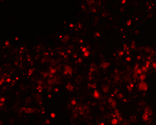 The plasmid was transfected into 293H adherent cells with Sinofection reagent (Cat#STF01) transiently. After 48 h, the fluorescent signals can be detected by fluorescence microscope. Green excitation 475/40nm, emission 535/45nm. Red excitation 560/55nm, emission 645/45nm. Orange excitation 525/45nm, emission 595/60nm.