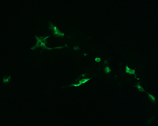 The plasmid was transfected into 293H adherent cells with Sinofection reagent (Cat# STF01). After 48 h, Immunofluorescence staining of cells. Cells were fixed with 4% PFA, permeabilzed with 0.3% Triton X-100 in PBS, blocked with 10% serum, and incubated with Mouse anti-Flag Tag monoclonal antibody (CST#8146S) at 37℃ 1 hour. Then cells were stained with Goat Anti-mouse IgG secondary antibody. The fluorescent signal is detected by fluorescence microscope. Each expression experiment has negative control.