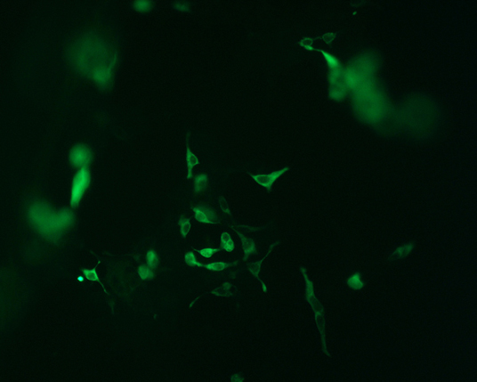 The plasmid was transfected into 293H adherent cells with Sinofection reagent (Cat# STF01). After 48 h, Immunofluorescence staining of cells. Cells were fixed with 4% PFA, permeabilzed with 0.3% Triton X-100 in PBS, blocked with 10% serum, and incubated with Mouse anti-Flag Tag monoclonal antibody (CST#8146S) at 37℃ 1 hour. Then cells were stained with Goat Anti-mouse IgG secondary antibody. The fluorescent signal is detected by fluorescence microscope. Each expression experiment has negative control.
