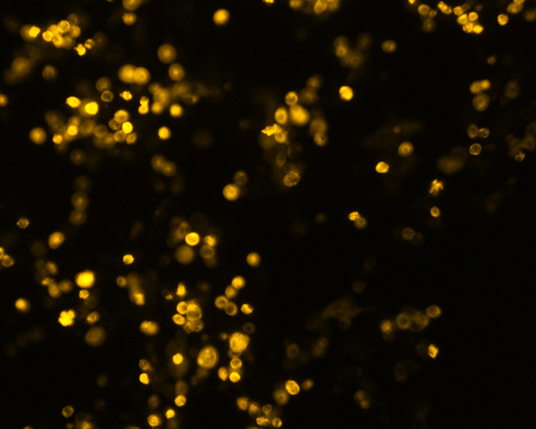 The plasmid was transfected into 293H adherent cells with Sinofection reagent (Cat#STF01) transiently. After 48 h, the fluorescent signals can be detected by fluorescence microscope. Green excitation 475/40nm, emission 535/45nm. Red excitation 560/55nm, emission 645/45nm. Orange excitation 525/45nm, emission 595/60nm.