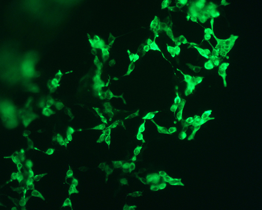 The plasmid was transfected into 293H adherent cells with Sinofection reagent (Cat# STF01). After 48 h, Immunofluorescence staining of cells. Cells were fixed with 4% PFA, permeabilzed with 0.3% Triton X-100 in PBS, blocked with 10% serum, and incubated with Mouse anti-Flag Tag monoclonal antibody (CST#8146S) at 37℃ 1 hour. Then cells were stained with Goat Anti-mouse IgG secondary antibody. The fluorescent signal is detected by fluorescence microscope. Each expression experiment has negative control.