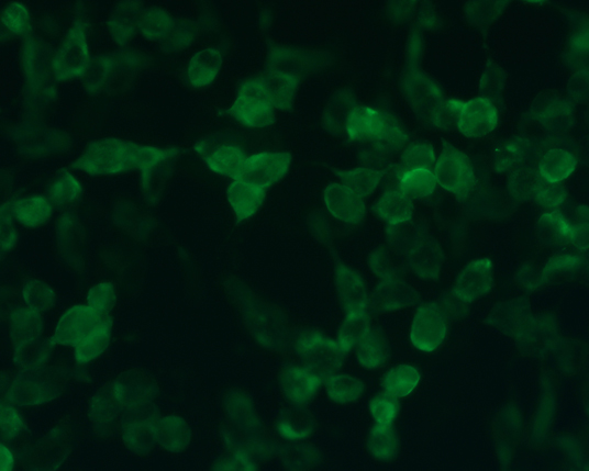 The plasmid was transfected into 293H adherent cells with Sinofection reagent (Cat# STF01). After 48 h, Immunofluorescence staining of cells. Cells were fixed with 4% PFA, permeabilzed with 0.3% Triton X-100 in PBS, blocked with 10% serum, and incubated with Mouse anti-Flag Tag monoclonal antibody (CST#8146S) at 37℃ 1 hour. Then cells were stained with Goat Anti-mouse IgG secondary antibody. The fluorescent signal is detected by fluorescence microscope. Each expression experiment has negative control.