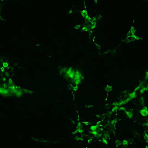 The plasmid was transfected into 293H adherent cells with Sinofection reagent (Cat# STF01). After 48 h, Immunofluorescence staining of cells. Cells were fixed with 4% PFA, permeabilzed with 0.3% Triton X-100 in PBS, blocked with 10% serum, and incubated with Mouse anti-Flag Tag monoclonal antibody (CST#8146S) at 37℃ 1 hour. Then cells were stained with Goat Anti-mouse IgG secondary antibody. The fluorescent signal is detected by fluorescence microscope. Each expression experiment has negative control.