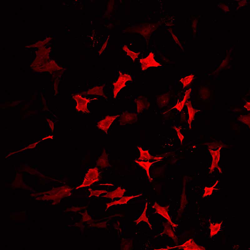 The plasmid was transfected into hela adherent cells with Sinofection reagent (Cat# STF01). After 48 h, Immunofluorescence staining of cells. Cells were fixed with 4% PFA, permeabilzed with 0.3% Triton X-100 in PBS, blocked with 10% serum, and incubated with Mouse anti-Flag Tag monoclonal antibody (CST#8146S) at 37℃ 1 hour. Then cells were stained with Goat Anti-mouse IgG secondary antibody. The fluorescent signal is detected by fluorescence microscope. Each expression experiment has negative control.