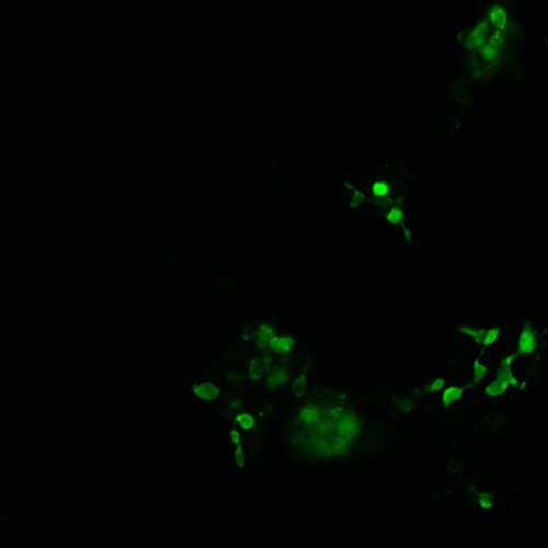 The plasmid was transfected into 293H adherent cells with Sinofection reagent (Cat# STF01). After 48 h, Immunofluorescence staining of cells. Cells were fixed with 4% PFA, permeabilzed with 0.3% Triton X-100 in PBS, blocked with 10% serum, and incubated with Mouse anti-Flag Tag monoclonal antibody (CST#8146S) at 37℃ 1 hour. Then cells were stained with Goat Anti-mouse IgG secondary antibody. The fluorescent signal is detected by fluorescence microscope. Each expression experiment has negative control.