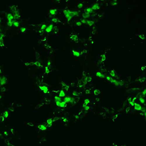 The plasmid was transfected into 293H adherent cells with Sinofection reagent (Cat# STF01). After 48 h, Immunofluorescence staining of cells. Cells were fixed with 4% PFA, permeabilzed with 0.3% Triton X-100 in PBS, blocked with 10% serum, and incubated with Mouse anti-Flag Tag monoclonal antibody (CST#8146S) at 37℃ 1 hour. Then cells were stained with Goat Anti-mouse IgG secondary antibody. The fluorescent signal is detected by fluorescence microscope. Each expression experiment has negative control.