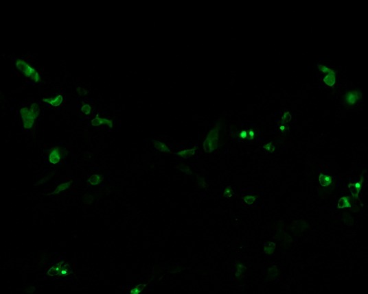 The plasmid was transfected into 293H adherent cells with Sinofection reagent (Cat# STF01). After 48 h, Immunofluorescence staining of cells. Cells were fixed with 4% PFA, permeabilzed with 0.3% Triton X-100 in PBS, blocked with 10% serum, and incubated with Mouse anti-Flag Tag monoclonal antibody (CST#8146S) at 37℃ 1 hour. Then cells were stained with Goat Anti-mouse IgG secondary antibody. The fluorescent signal is detected by fluorescence microscope. Each expression experiment has negative control.