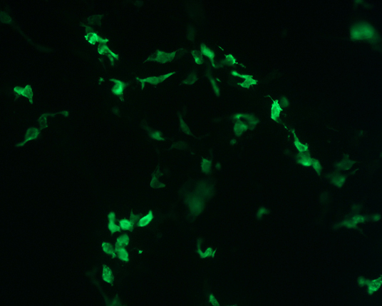 The plasmid was transfected into 293H adherent cells with Sinofection reagent (Cat# STF01). After 48 h, Immunofluorescence staining of cells. Cells were fixed with 4% PFA, permeabilzed with 0.3% Triton X-100 in PBS, blocked with 10% serum, and incubated with Mouse anti-Flag Tag monoclonal antibody (CST#8146S) at 37℃ 1 hour. Then cells were stained with Goat Anti-mouse IgG secondary antibody. The fluorescent signal is detected by fluorescence microscope. Each expression experiment has negative control.
