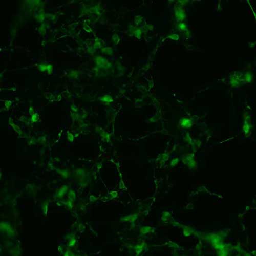 The plasmid was transfected into 293H adherent cells with Sinofection reagent (Cat# STF01). After 48 h, Immunofluorescence staining of cells. Cells were fixed with 4% PFA, permeabilzed with 0.3% Triton X-100 in PBS, blocked with 10% serum, and incubated with Mouse anti-Flag Tag monoclonal antibody (CST#8146S) at 37℃ 1 hour. Then cells were stained with Goat Anti-mouse IgG secondary antibody. The fluorescent signal is detected by fluorescence microscope. Each expression experiment has negative control.
