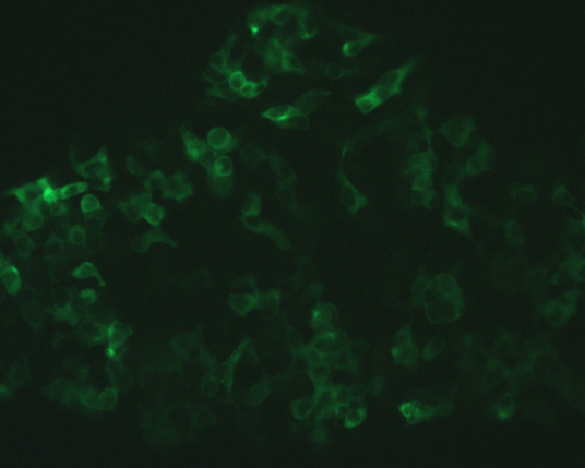 The plasmid was transfected into 293H adherent cells with Sinofection reagent (Cat# STF01). After 48 h, Immunofluorescence staining of cells. Cells were fixed with 4% PFA, permeabilzed with 0.3% Triton X-100 in PBS, blocked with 10% serum, and incubated with Mouse anti-Flag Tag monoclonal antibody (CST#8146S) at 37℃ 1 hour. Then cells were stained with Goat Anti-mouse IgG secondary antibody. The fluorescent signal is detected by fluorescence microscope. Each expression experiment has negative control.