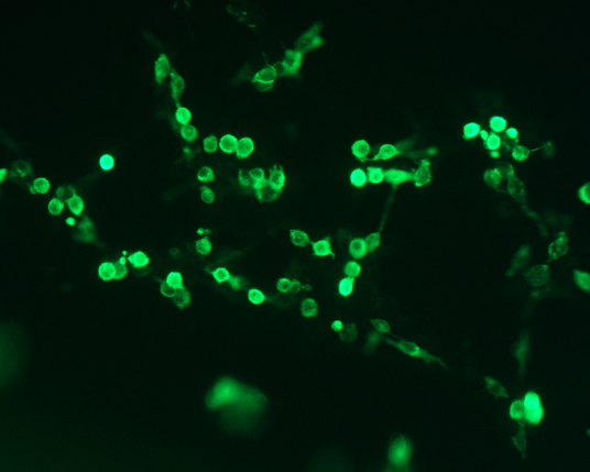 The plasmid was transfected into 293H adherent cells with Sinofection reagent (Cat# STF01). After 48 h, Immunofluorescence staining of cells. Cells were fixed with 4% PFA, permeabilzed with 0.3% Triton X-100 in PBS, blocked with 10% serum, and incubated with Mouse anti-Flag Tag monoclonal antibody (CST#8146S) at 37℃ 1 hour. Then cells were stained with Goat Anti-mouse IgG secondary antibody. The fluorescent signal is detected by fluorescence microscope. Each expression experiment has negative control.