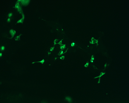 The plasmid was transfected into 293H adherent cells with Sinofection reagent (Cat# STF01). After 48 h, Immunofluorescence staining of cells. Cells were fixed with 4% PFA, permeabilzed with 0.3% Triton X-100 in PBS, blocked with 10% serum, and incubated with Mouse anti-Flag Tag monoclonal antibody (CST#8146S) at 37℃ 1 hour. Then cells were stained with Goat Anti-mouse IgG secondary antibody. The fluorescent signal is detected by fluorescence microscope. Each expression experiment has negative control.
