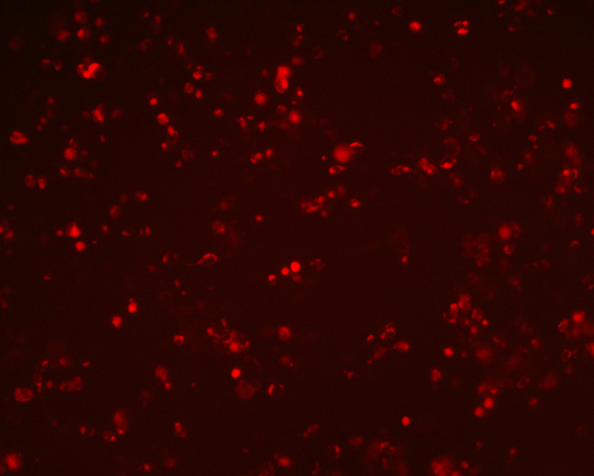The plasmid was transfected into 293H adherent cells with Sinofection reagent (Cat#STF01) transiently. After 48 h, the fluorescent signals can be detected by fluorescence microscope. Green excitation 475/40nm, emission 535/45nm. Red excitation 560/55nm, emission 645/45nm. Orange excitation 525/45nm, emission 595/60nm.
