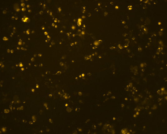 The plasmid was transfected into 293H adherent cells with Sinofection reagent (Cat#STF01) transiently. After 48 h, the fluorescent signals can be detected by fluorescence microscope. Green excitation 475/40nm, emission 535/45nm. Red excitation 560/55nm, emission 645/45nm. Orange excitation 525/45nm, emission 595/60nm.