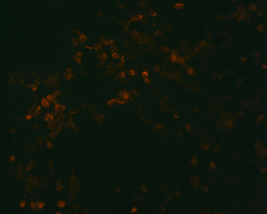 The plasmid was transfected into 293H adherent cells with Sinofection reagent (Cat# STF01). After 48 h, Immunofluorescence staining of cells. Cells were fixed with 4% PFA, permeabilzed with 0.3% Triton X-100 in PBS, blocked with 10% serum, and incubated with Mouse anti-Flag Tag monoclonal antibody (CST#8146S) at 37℃ 1 hour. Then cells were stained with Goat Anti-mouse IgG secondary antibody. The fluorescent signal is detected by fluorescence microscope. Each expression experiment has negative control.