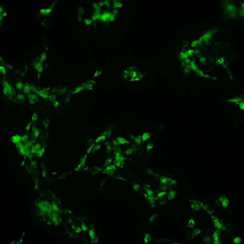 The plasmid was transfected into 293H adherent cells with Sinofection reagent (Cat# STF01). After 48 h, Immunofluorescence staining of cells. Cells were fixed with 4% PFA, permeabilzed with 0.3% Triton X-100 in PBS, blocked with 10% serum, and incubated with Mouse anti-Flag Tag monoclonal antibody (CST#8146S) at 37℃ 1 hour. Then cells were stained with Goat Anti-mouse IgG secondary antibody. The fluorescent signal is detected by fluorescence microscope. Each expression experiment has negative control.