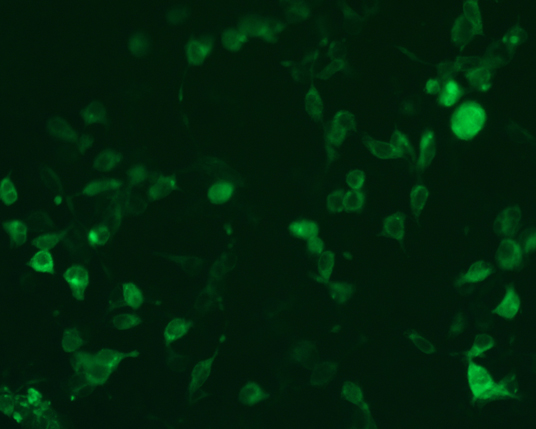 The plasmid was transfected into 293H adherent cells with Sinofection reagent (Cat# STF01). After 48 h, Immunofluorescence staining of cells. Cells were fixed with 4% PFA, permeabilzed with 0.3% Triton X-100 in PBS, blocked with 10% serum, and incubated with Mouse anti-Flag Tag monoclonal antibody (CST#8146S) at 37℃ 1 hour. Then cells were stained with Goat Anti-mouse IgG secondary antibody. The fluorescent signal is detected by fluorescence microscope. Each expression experiment has negative control.