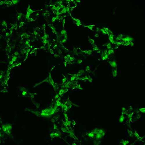 The plasmid was transfected into 293H adherent cells with Sinofection reagent (Cat# STF01). After 48 h, Immunofluorescence staining of cells. Cells were fixed with 4% PFA, permeabilzed with 0.3% Triton X-100 in PBS, blocked with 10% serum, and incubated with Mouse anti-Flag Tag monoclonal antibody (CST#8146S) at 37℃ 1 hour. Then cells were stained with Goat Anti-mouse IgG secondary antibody. The fluorescent signal is detected by fluorescence microscope. Each expression experiment has negative control.